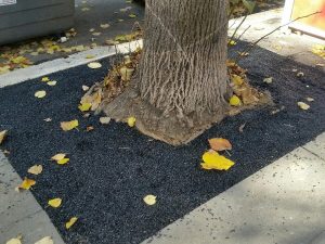 Alberi che soffocano. A Colli Portuensi asfaltate le radici dei tigli