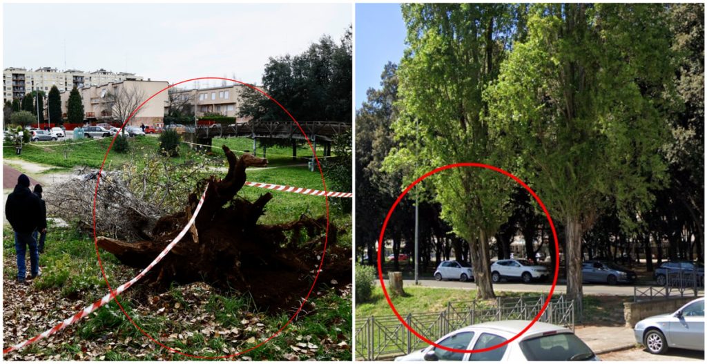 Francesca Ianni uccisa da un albero a Roma, indagini sulla posizione in bilico della pianta
