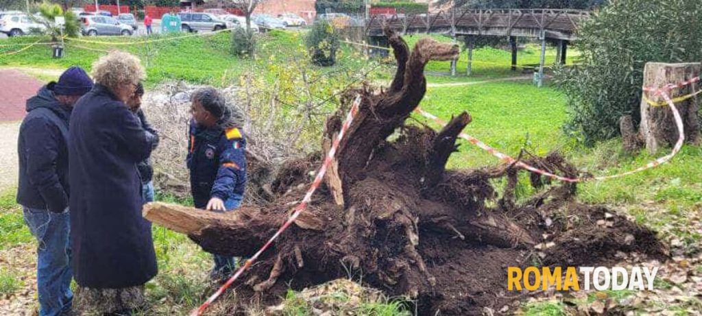 Francesca Ianni morta schiacciata da un albero davanti ai 3 figli. Indagini per omicidio colposo