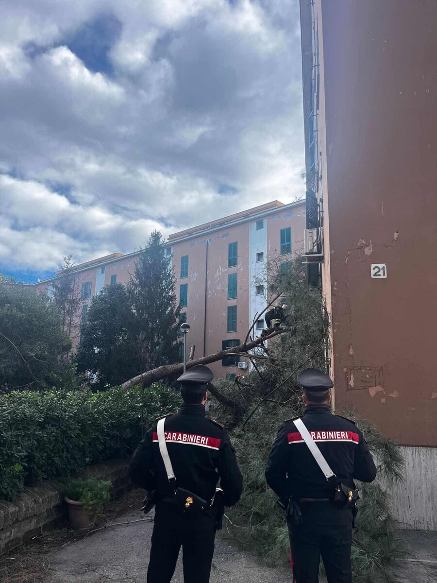 Albero crolla su palazzina popolare a trancia tubatura del gas