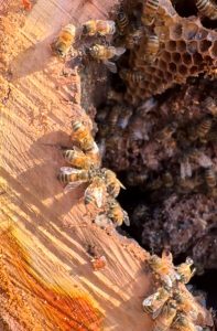 Giardiniere viene assalito dalle api alle porte di Roma