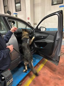 In autostrada con l'auto carica di 'fumo', pusher incastrato dal fiuto del cane antidroga