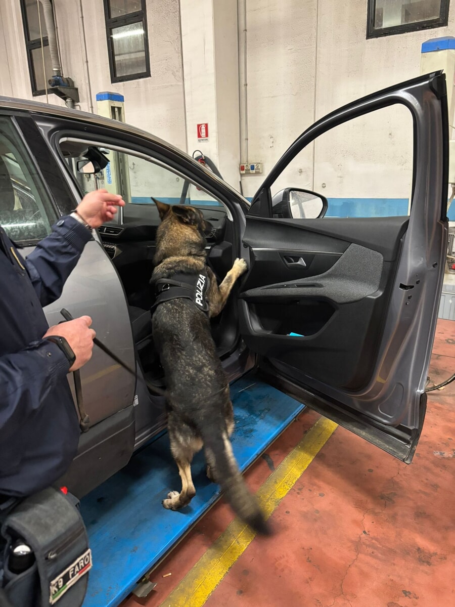 In autostrada con l'auto carica di 'fumo', pusher incastrato dal fiuto del cane antidroga
