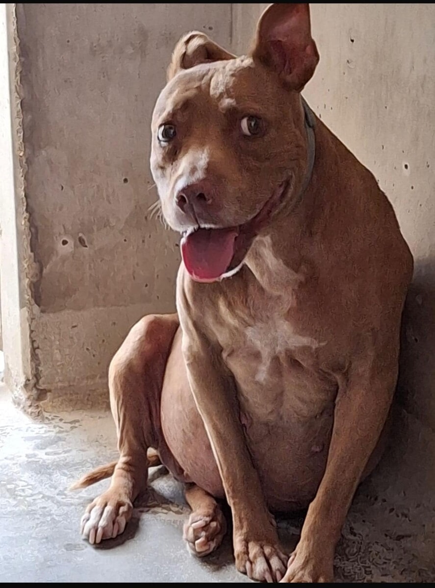 Cane picchiato e gettato nel cassonetto, il canile lo restituisce al proprietario: "Gravissimo"