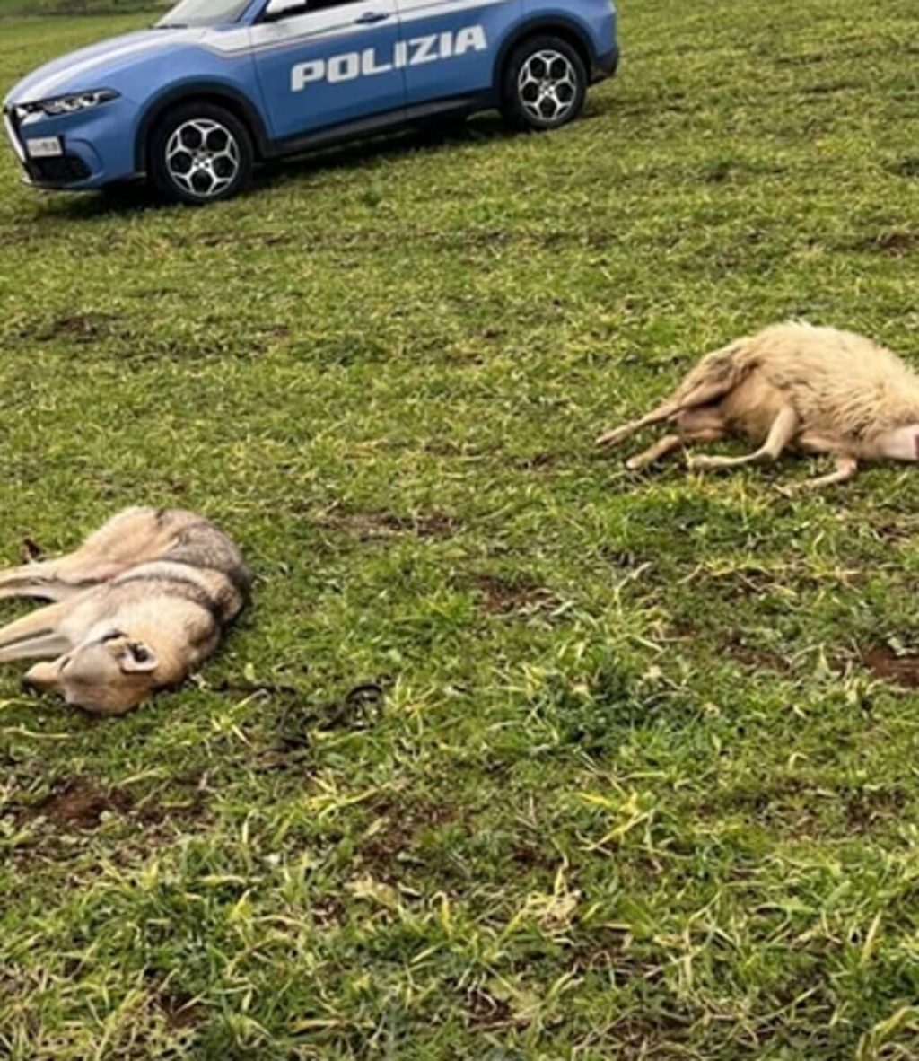 Lo scambia per un lupo, gli spara e lo uccide: morto un cane lupo cecoslovacco