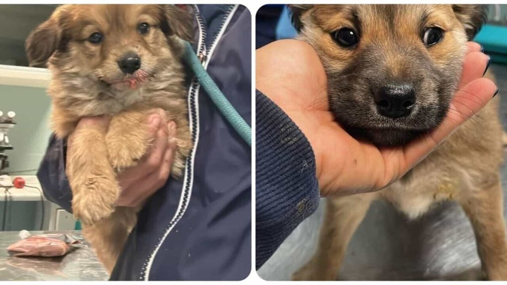 Ritrovati i cuccioli rubati dal canile della Muratella