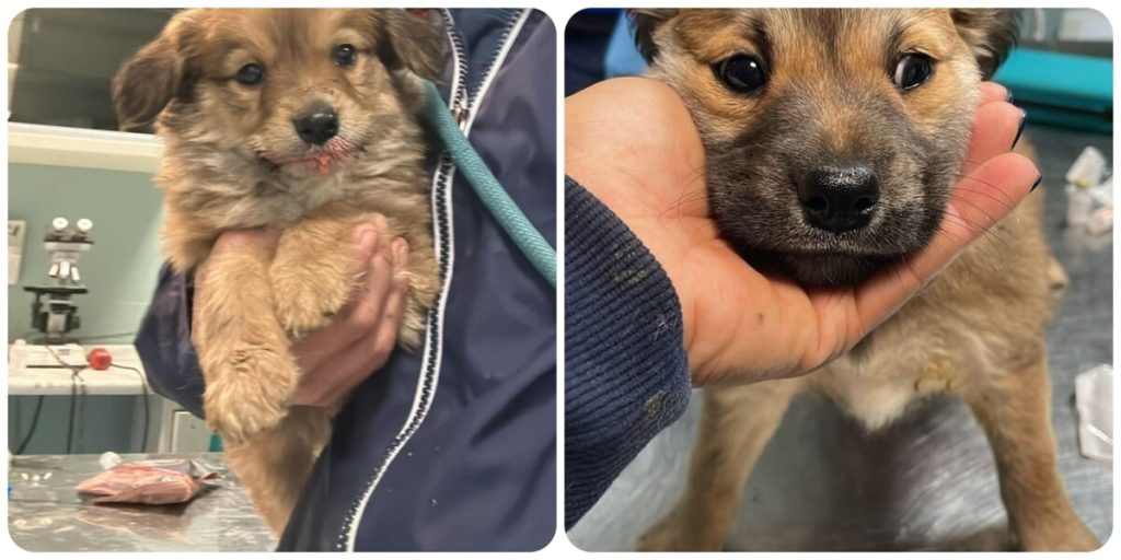 "Hanno rubato due cuccioli dal canile della Muratella"