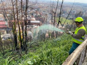 Monte Mario, idrosemina e partecipazione civica: la ricetta per riforestare la collina