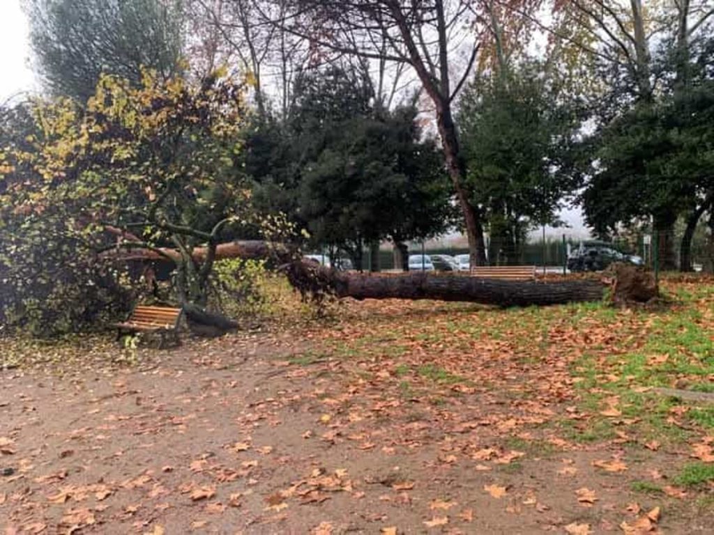 Piazza Mancini: albero caduto nell'area cani