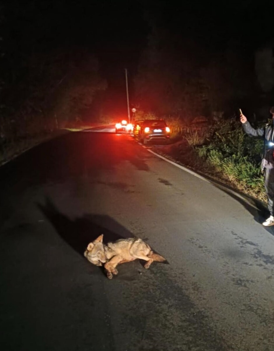 Lupo investito e ucciso alle porte di Roma