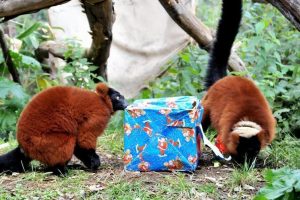 La tombola degli animali al Bioparco