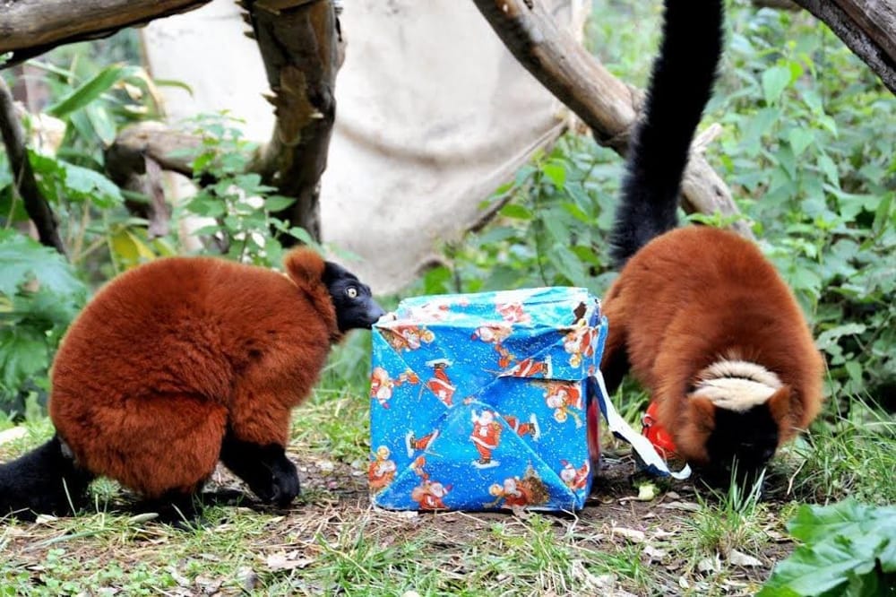 La tombola degli animali al Bioparco