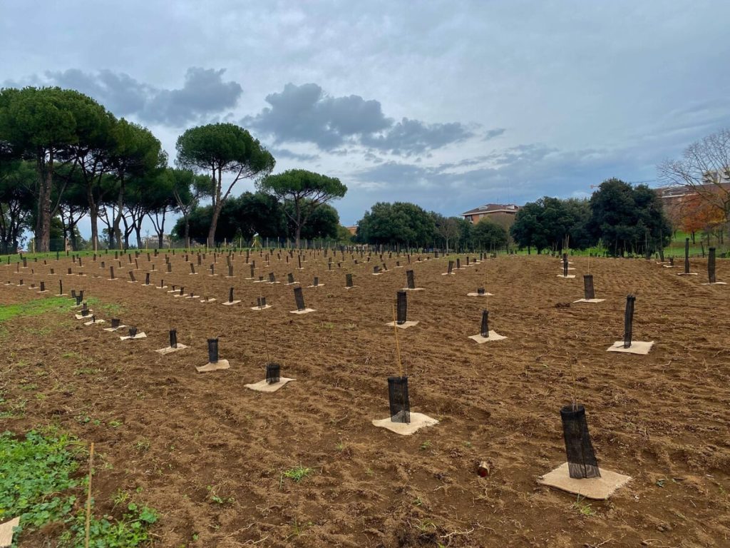 Un bosco urbano di 5mila nuovi alberi e arbusti in un parco di Roma: "12 specie diverse in 5 ettari"