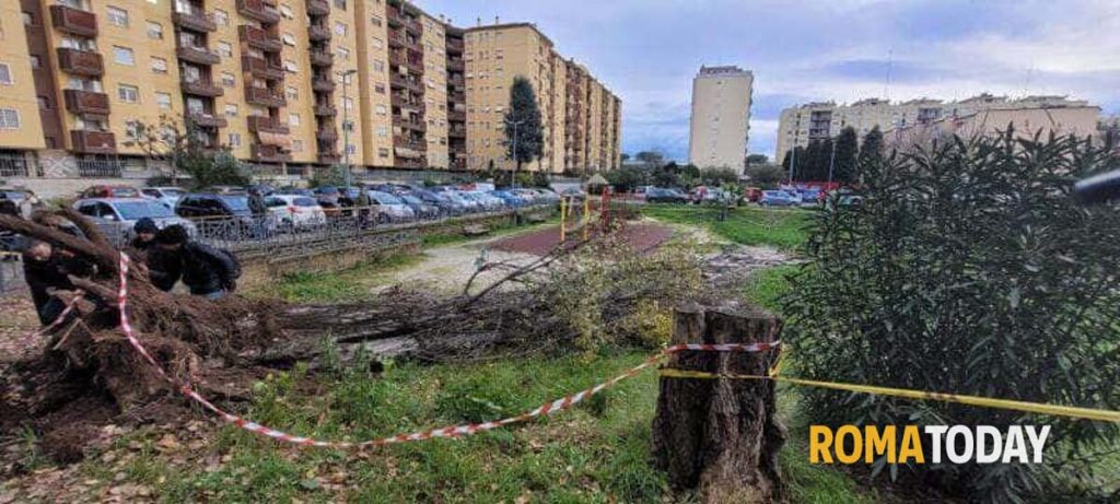 Come sta la donna ferita nel crollo dell'albero che ha ucciso Francesca Ianni