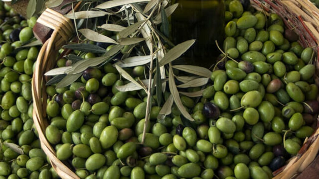 Sagra dell'olivo di Canino