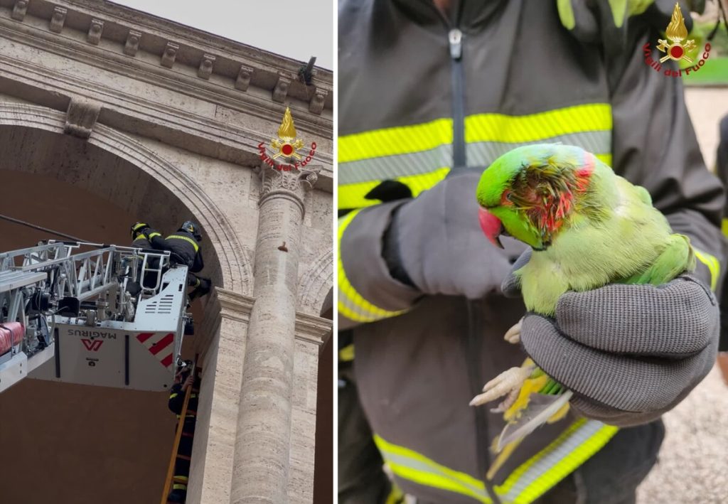Vigili del fuoco a Palazzo Venezia: c’è un pappagallo ferito da portare in salvo