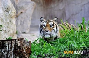 Incontra il guardiano a Natale al Bioparco