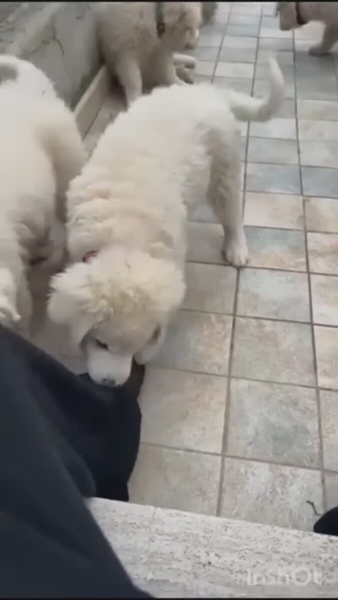 VIDEO | Percorrono 600 chilometri per adottare una cucciola di pastore maremmano