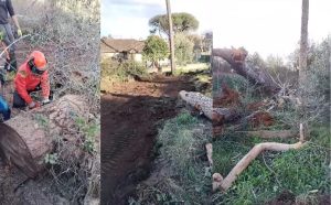 Alberi a rischio crollo, i bambini dell'asilo spostati in un'altra scuola