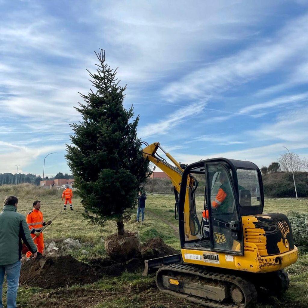 Via alla raccolta degli alberi di Natale di Roma. Ecco dove verranno piantati