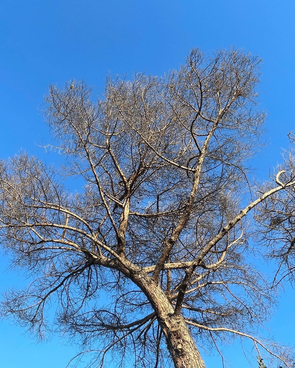 Quarantadue nuovi alberi nei pressi della stazione San Filippo Neri