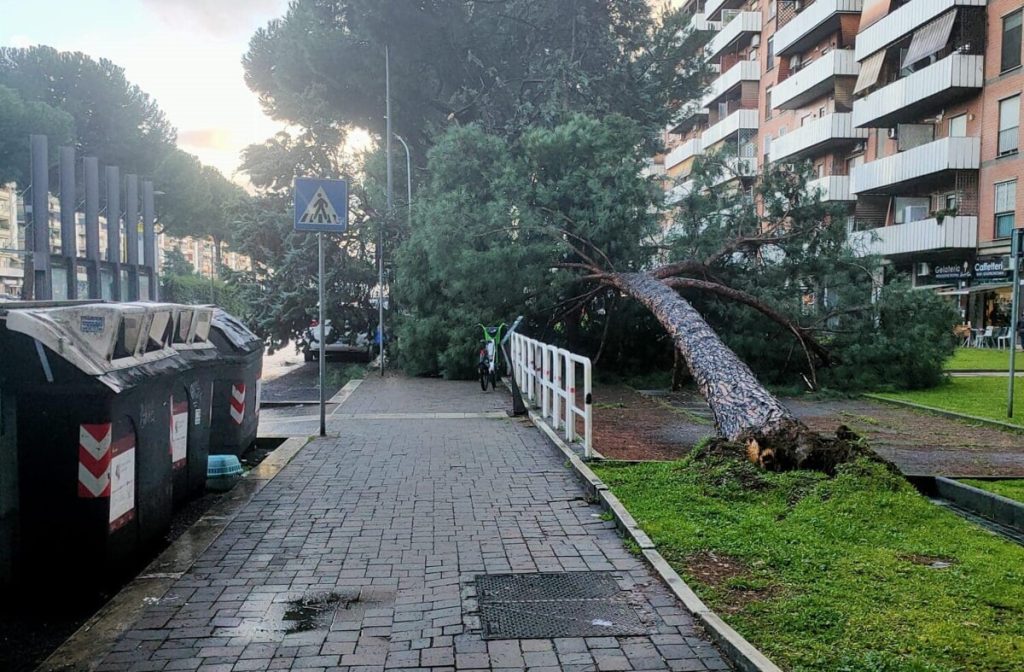 Tragedia sfiorata a Cinecittà est: albero cade vicino la strada