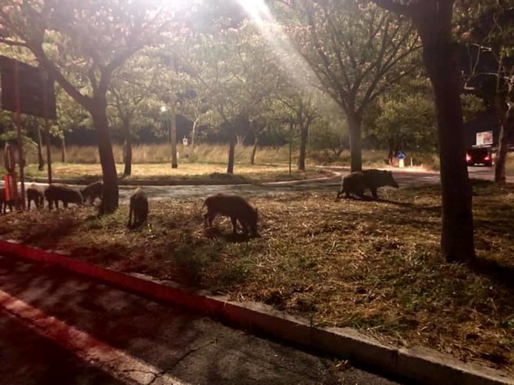 La peste suina a Roma non è più un'emergenza, il Lazio fuori dalla zona rossa