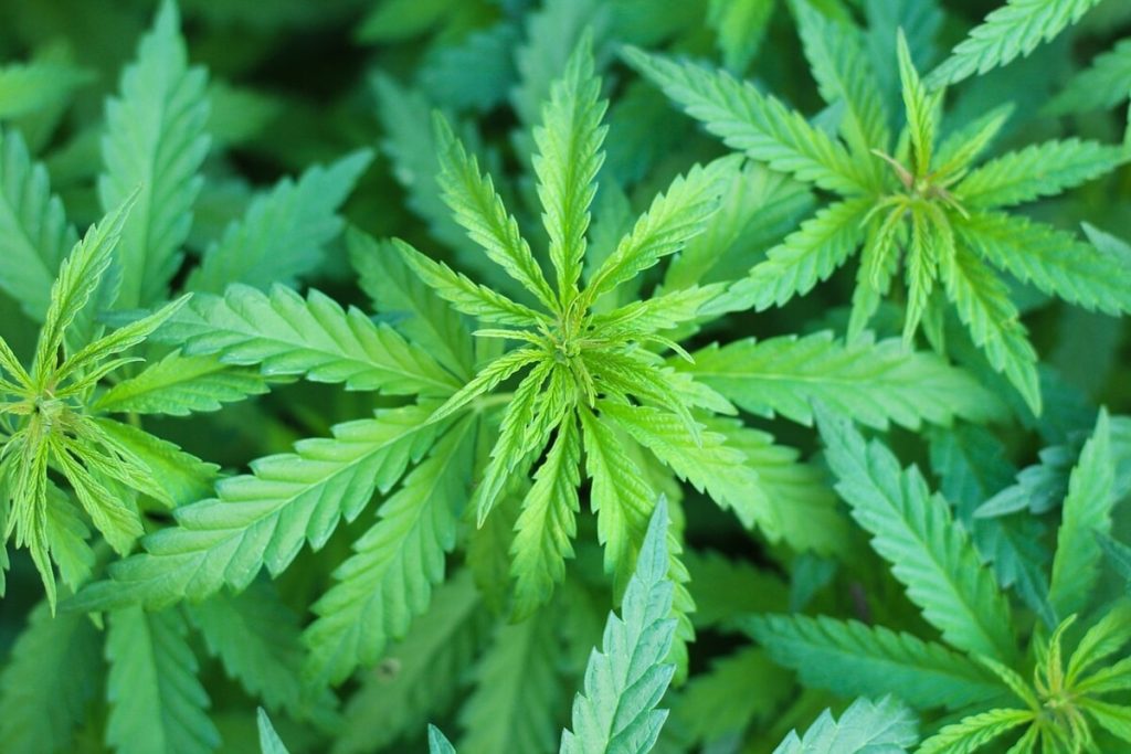 Mangiano caramelle alla cannabis, intossicate due ragazze