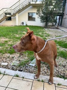Il cane Mya, sottratto ai maltrattamenti e restituito al proprietario, è stato sequestrato
