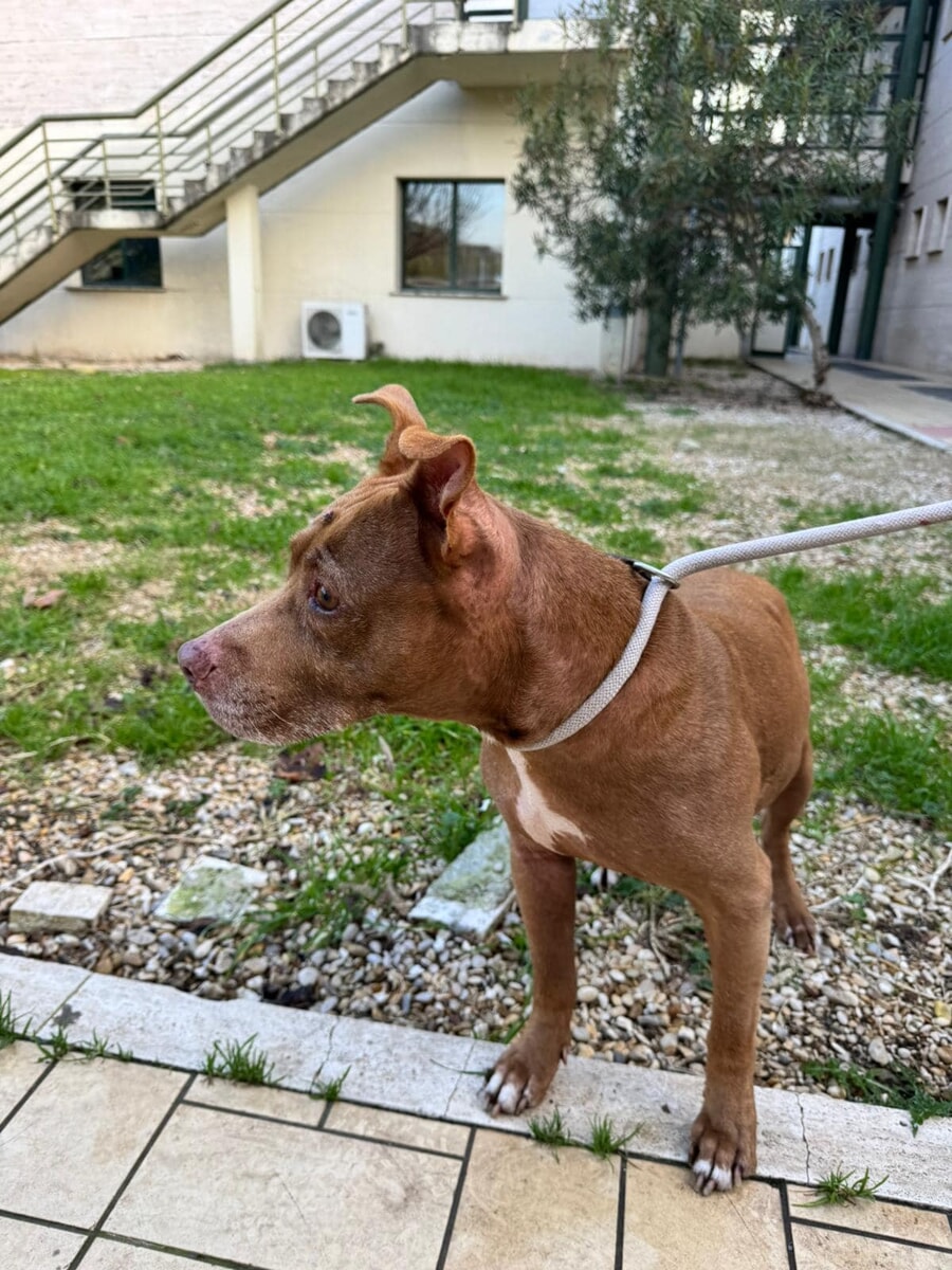 Il cane Mya, sottratto ai maltrattamenti e restituito al proprietario, è stato sequestrato
