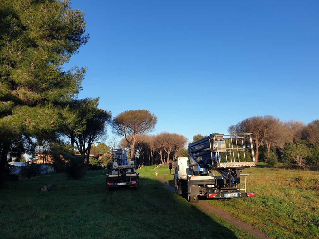 Emergenza cocciniglia: il parco del Drago saluta 54 pini