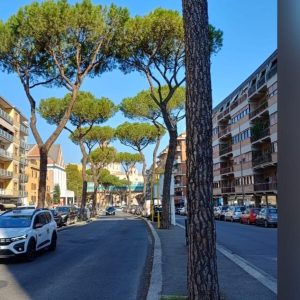TVA a largo Gregorio VII, la rabbia dei residenti: "Chiediamo rispetto per i nostri pini"