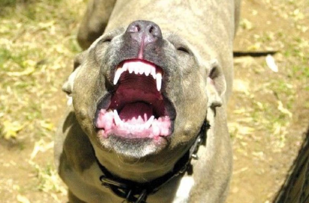 Ragazza aggredita in strada da due pitbull. "Viva per miracolo"