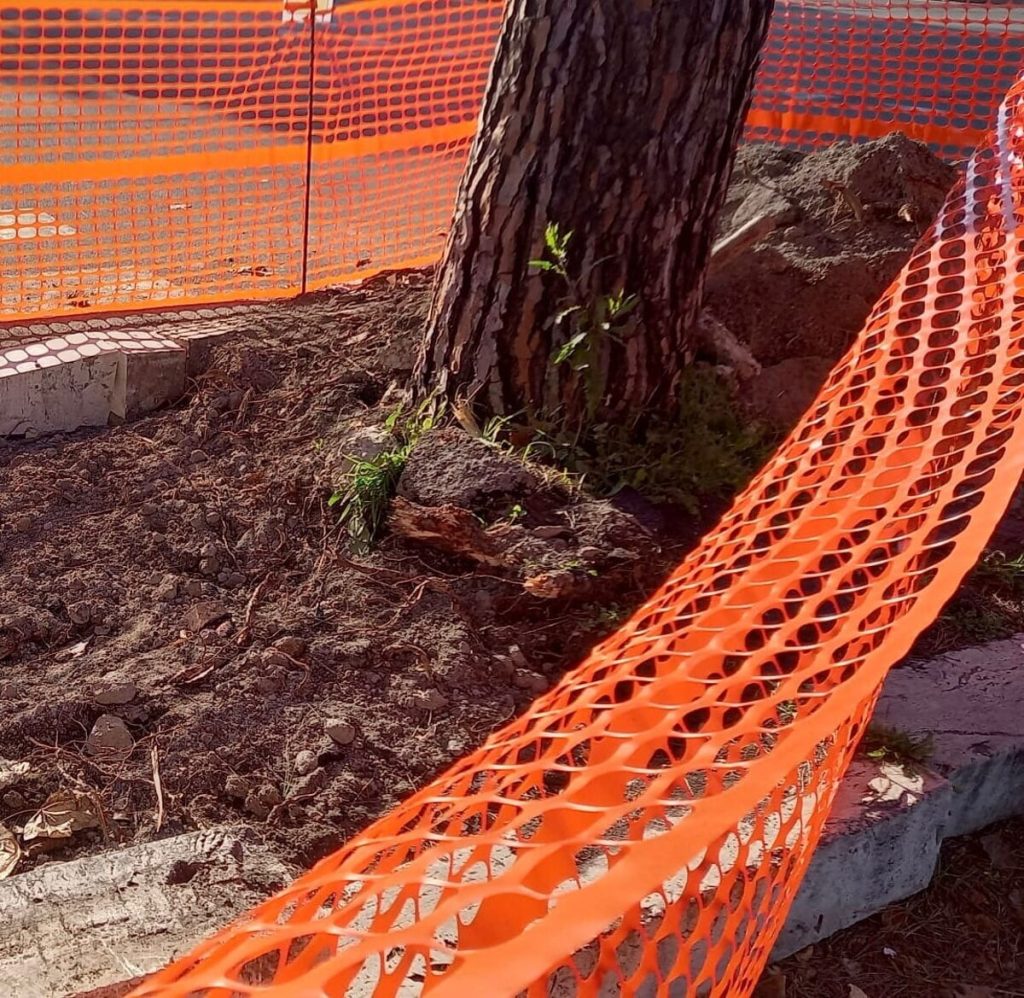 Per realizzare la ciclabile con i fondi Pnrr tagliano le radici dei pini: “L’assessora sia più vigile”