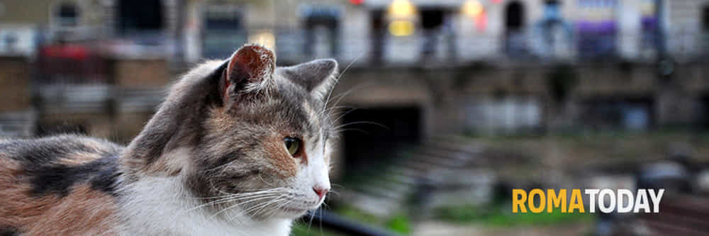 L'aeroporto di Fiumicino ha un problema con i gatti randagi