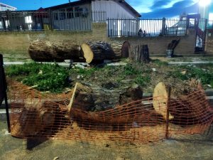 La strada chiude per il taglio dei pini: tutte le informazioni