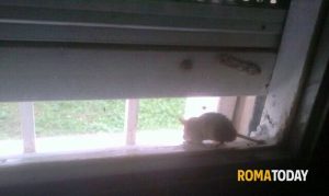 Via i mobili dell'asilo per scovare i topi ma intanto i genitori sono sul piede di guerra