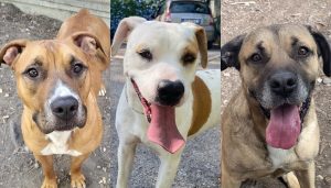 Cani da adottare: i quattro zampe in cerca di casa