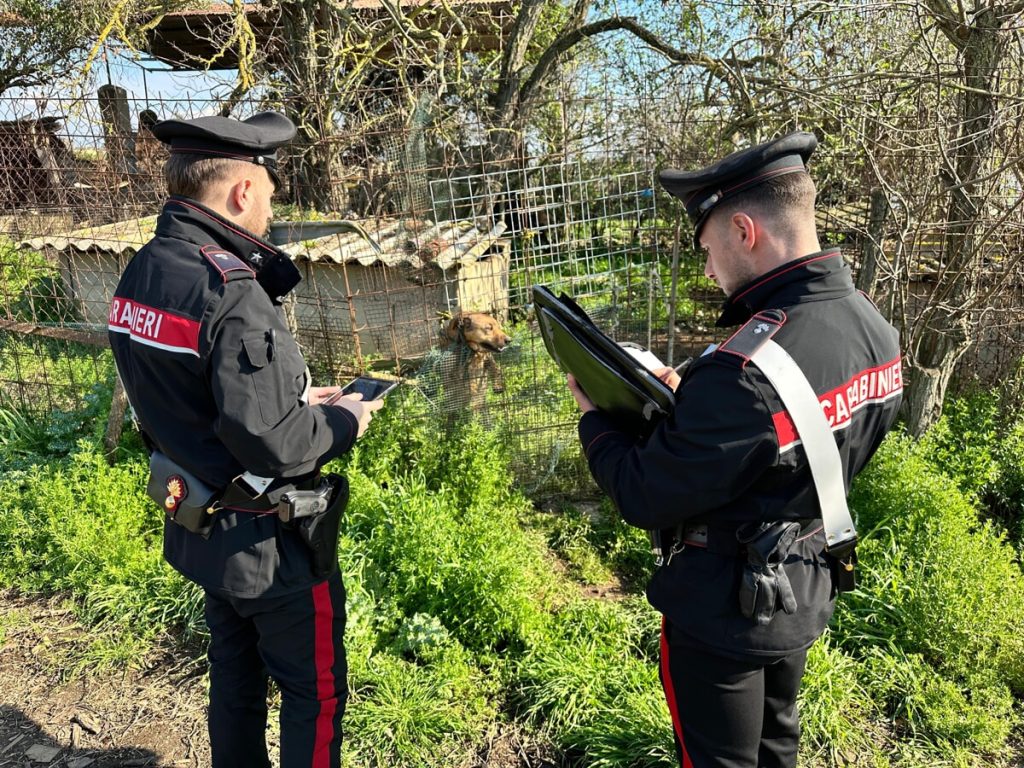 Cani maltrattati: rinchiusi con la catena in una piccola gabbia
