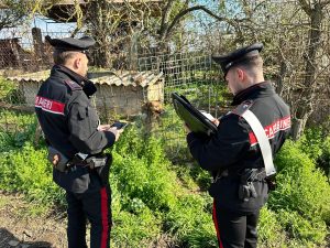 Cani maltrattati: rinchiusi con la catena in una piccola gabbia