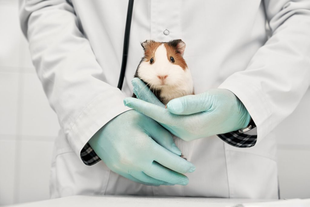 Il Cile vieta i test dei prodotti cosmetici sugli animali: la legge che accende la speranza