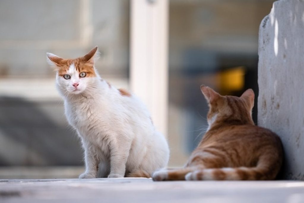 Festa del Gatto alla Piramide Cestia