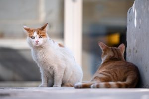 Festa del Gatto alla Piramide Cestia