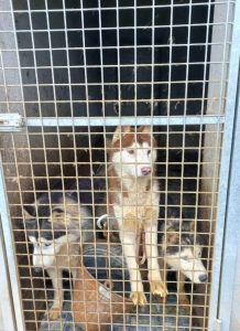 Un allevamento di husky abusivo, trovati 228 cani in gabbie strette e sporche