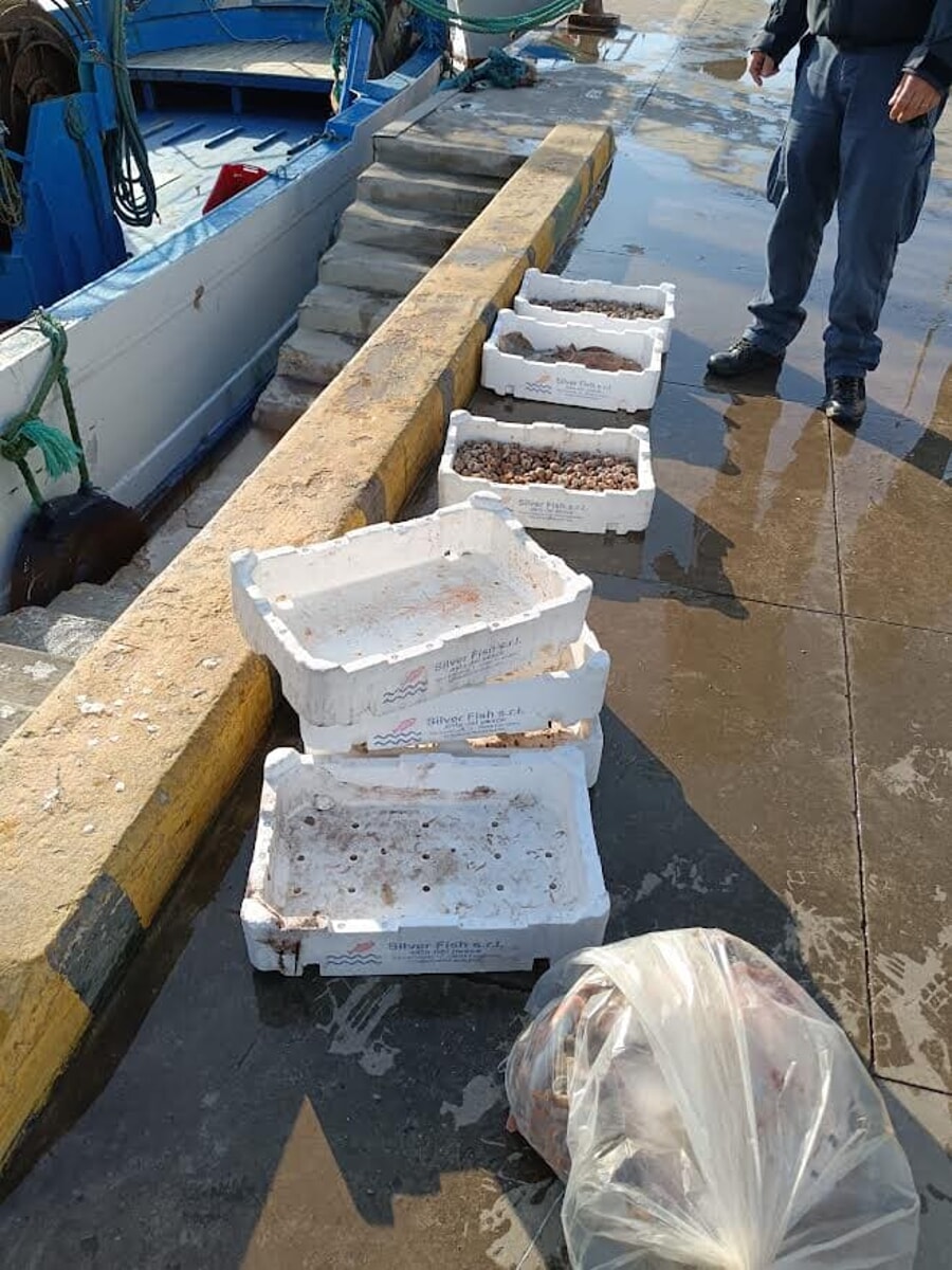 Razze e lumache di mare ancora vive: sequestrati 30 chili di pesce venduto senza autorizzazioni