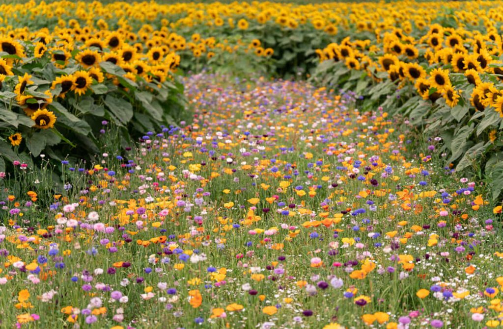 La Flor, natura al femminile: l'8 marzo all’Orto Botanico
