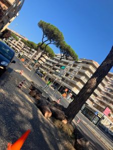 Troppi alberi tagliati, la protesta arriva in Campidoglio: "Vogliamo una consulta del verde"