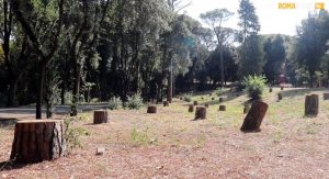 Il restyling di Villa Glori allarma le associazioni: "Previsti solo 140 nuovi alberi, ma all'appello ne mancano oltre 600"