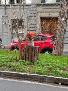Abbattimenti e nessuna piantumazione. Che fine hanno fatto i pini di Corso Trieste