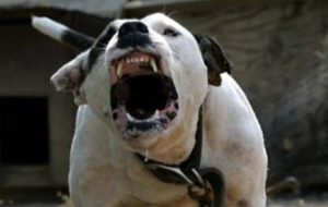 Paura da pitbull, i due cani che hanno aggredito una ragazza hanno rincorso altri giovani